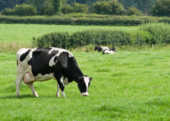 Cow eating grass in a grass field, with 2 cows resting in the background